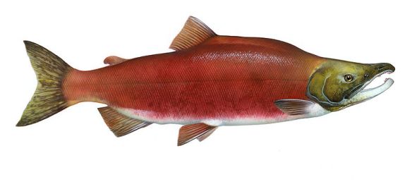 Sockeye salmon Oncorhynchus nerka. Credit: Wikipedia.